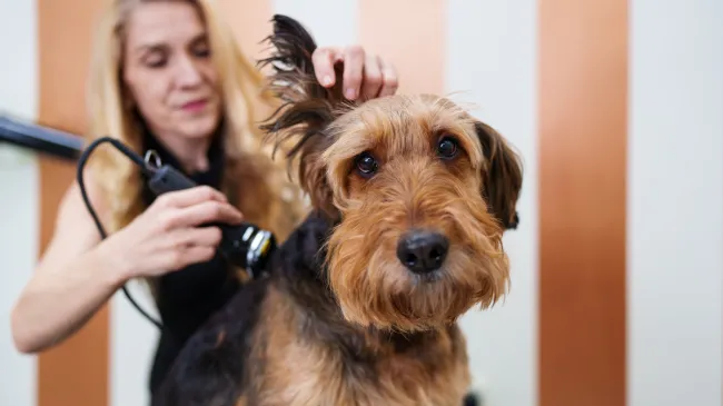 Jak vybrat ten správný psí salon