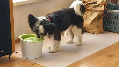 Daisy’s pet grooming | Psí salon