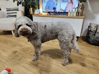 DOG Groomer - Psí salon Znojmo