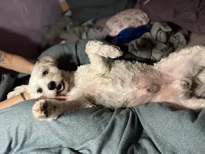 Dog Wellness - Psí Salon