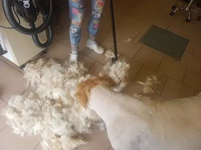 Psí salon CHAMPION