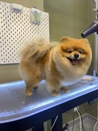 Psí salon Grooming Company