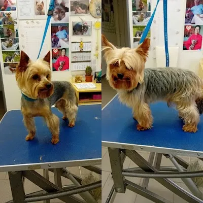 Psí salon Haf Haf