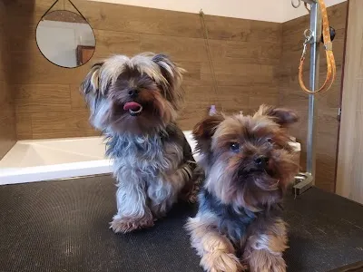 Psí salon Kiki