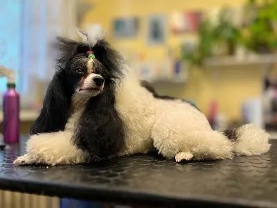 psí salon Klatovy ÁŠA, stříhání psů