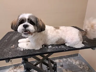 Psí salon Merlin