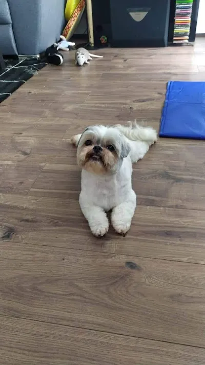 Psí salon Paddy