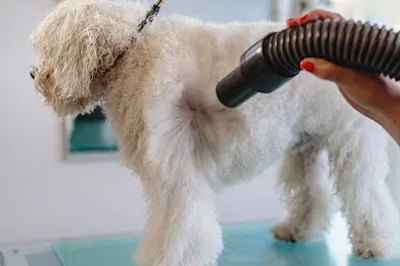 Psí salon tlapka