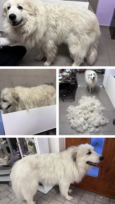 Psí salon v Třebíči