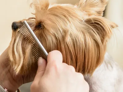 Psí salon Luciena