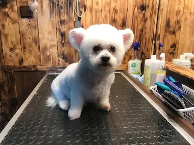 Stříhání psů a koček PetGrooming Teplice