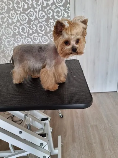 stříhání psů Břeclav-psí salon Luis